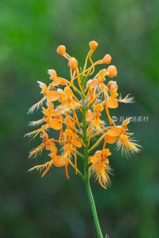 黄穗兰(Platanthera ciliaris)，南勒弗洛尔县，OK